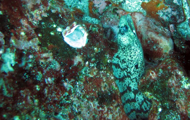 moray