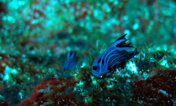 nudibrach