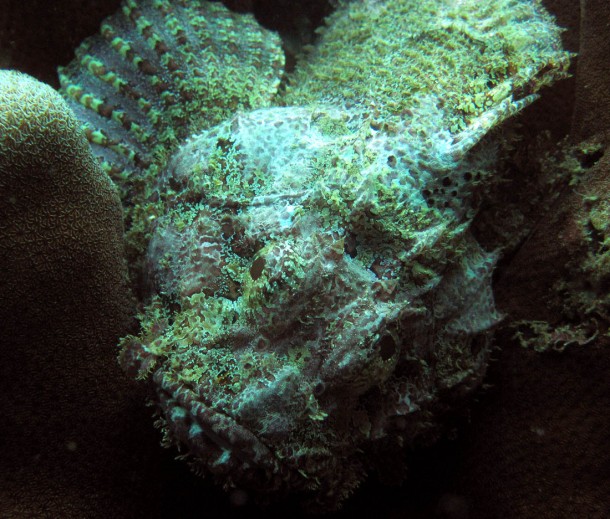 scorpionfish1