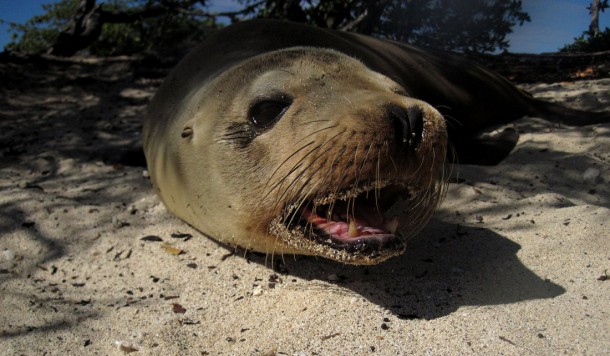 sealion3