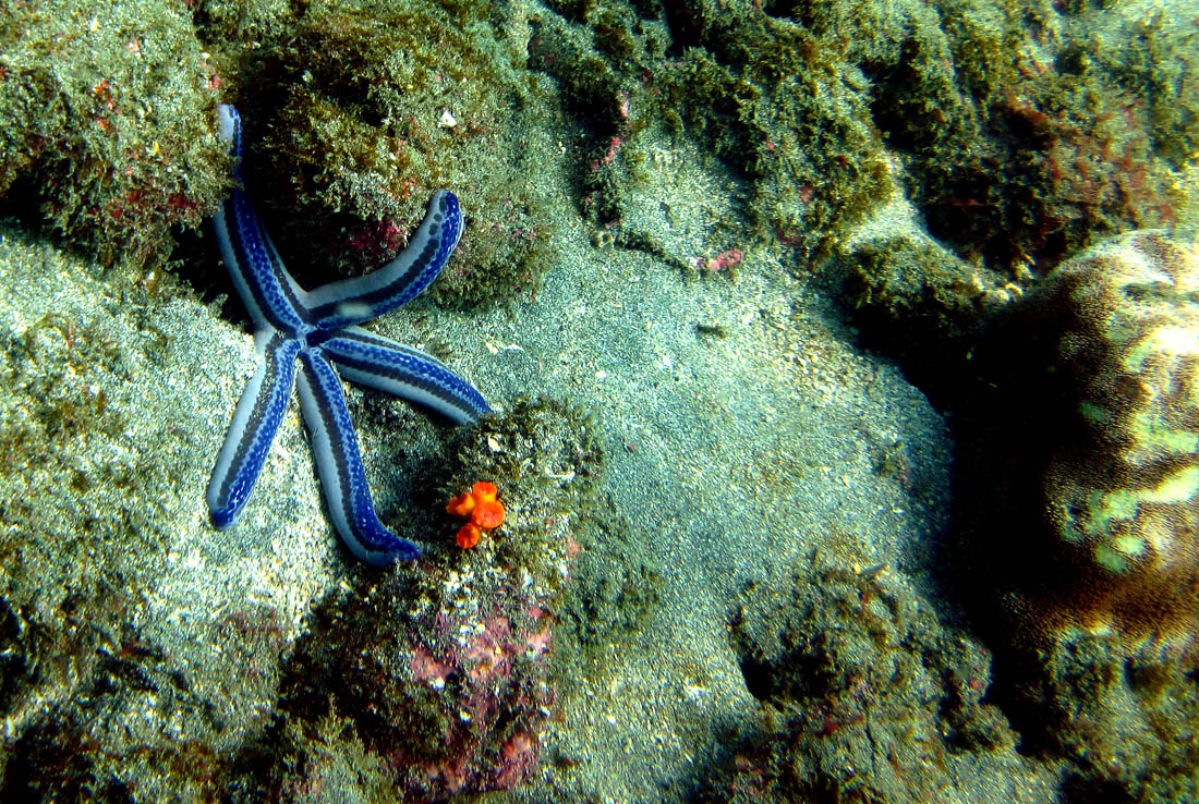 ADAM JADHAV » sea star