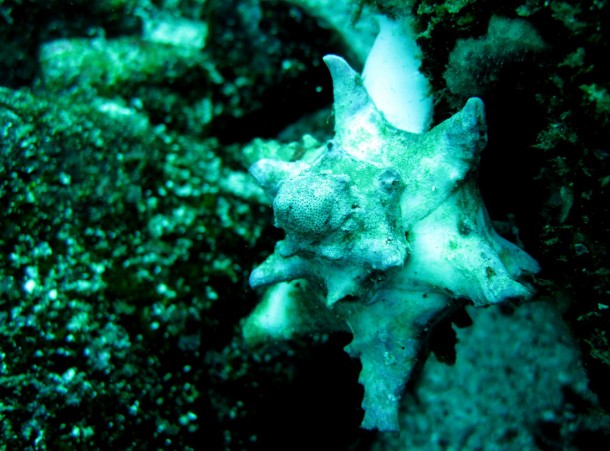 shell