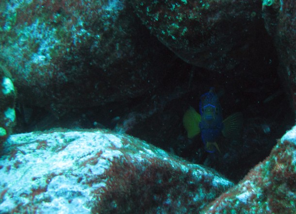 fish