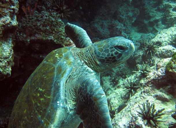 greenturtle2