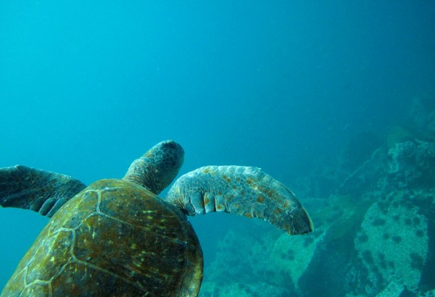 greenturtle3 Hola tortuga verde