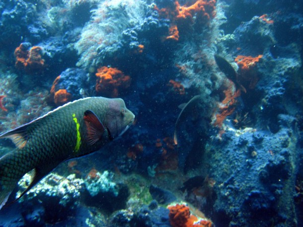 hogsheadwrasse