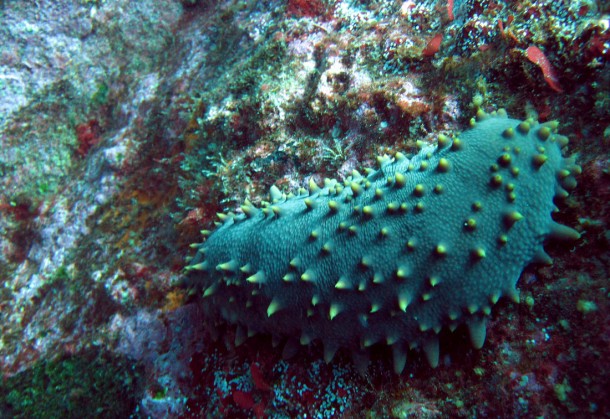 seacucumber