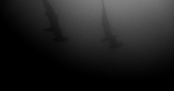 hammerheads