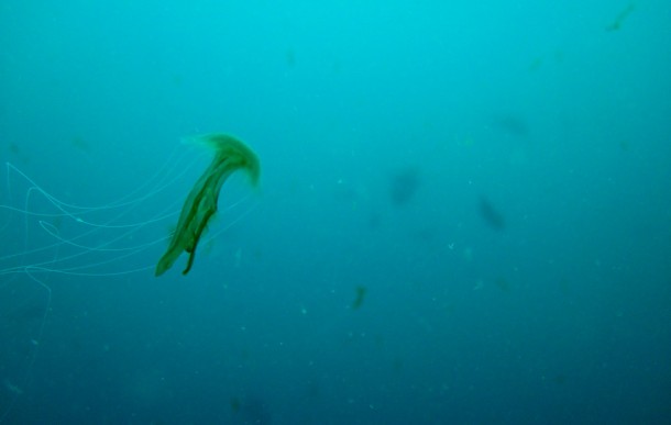 jellyfish