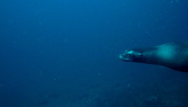 sealiondive