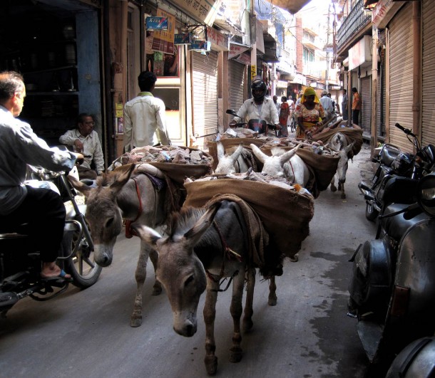 donkeys