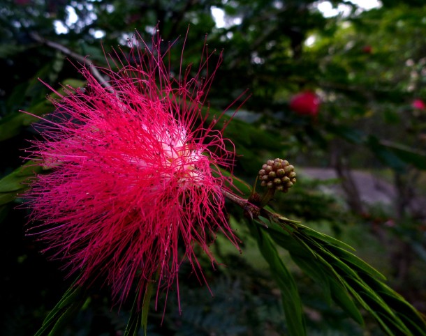 lodiflower