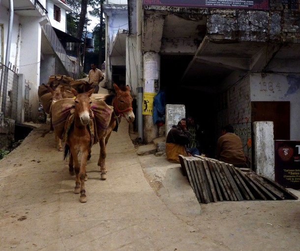 donkeys
