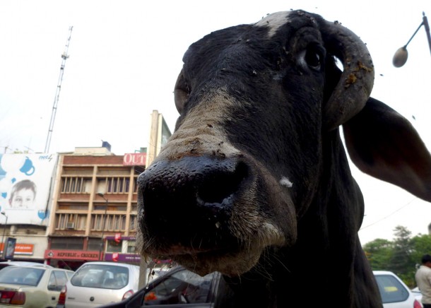 bull