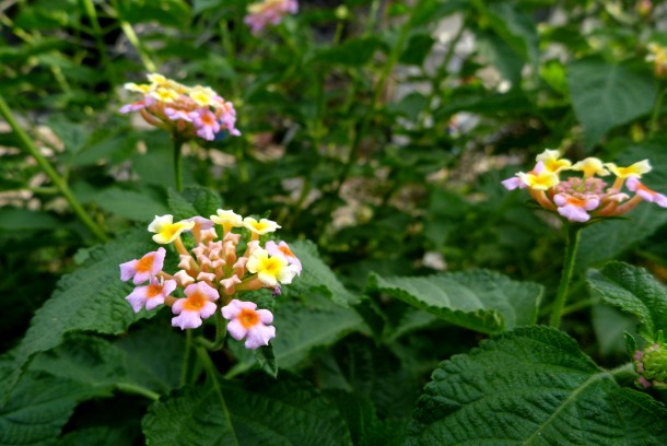 lantana1