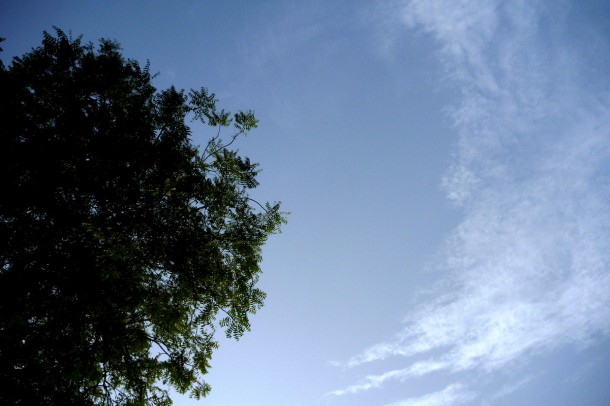 neem