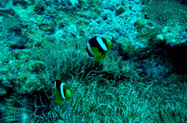 anemonefish