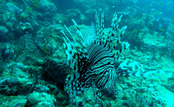 lionfish
