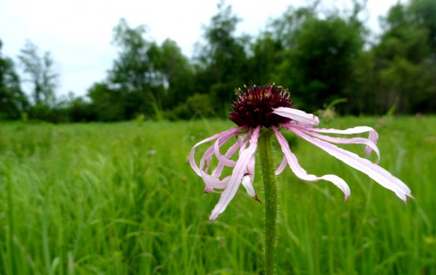 prairie