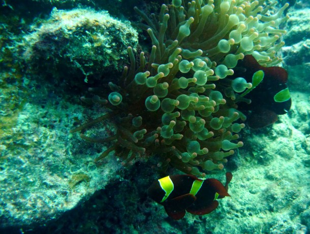 clarkanemonefish