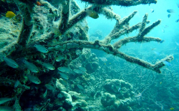 dyingcoral