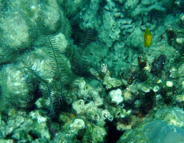 dyingcoral2
