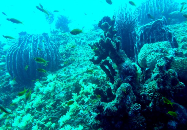 healthyreef
