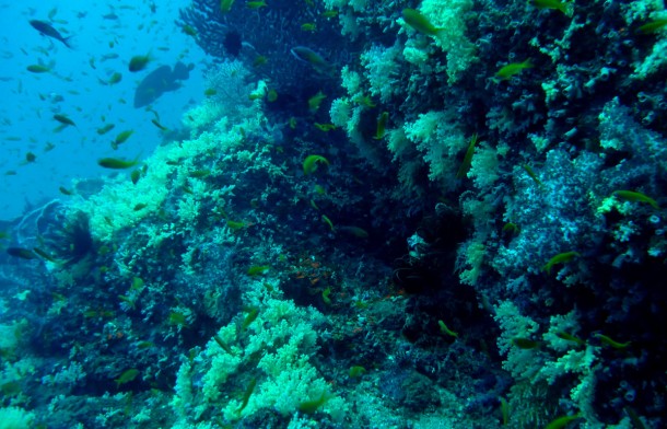 healthyreef2