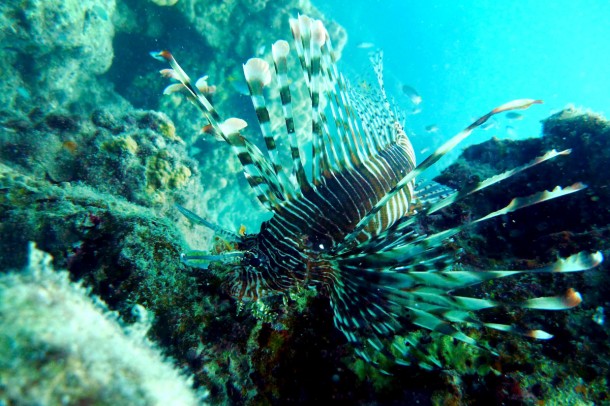 lionfish