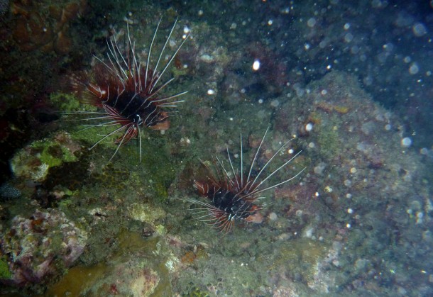 lionfish1