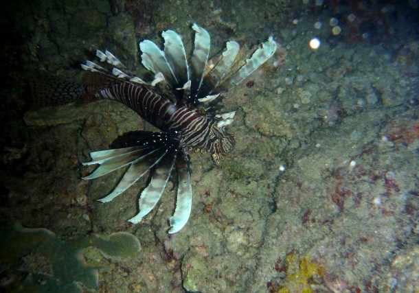 lionfish2
