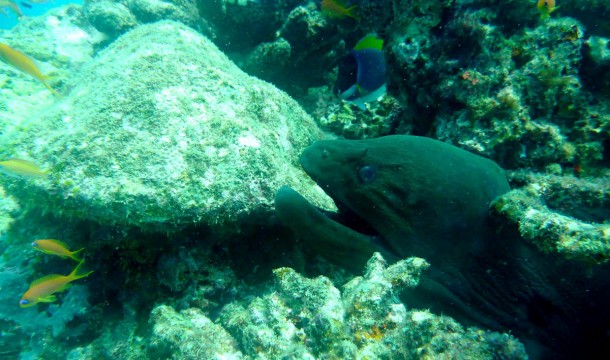 moray1