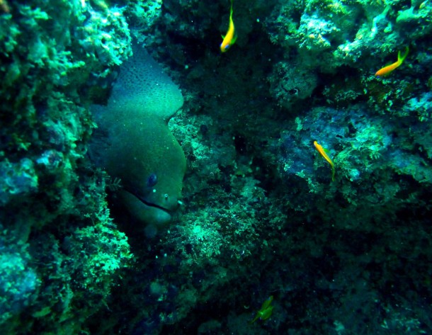 moray2