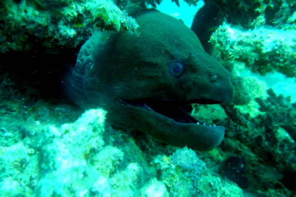 moray3