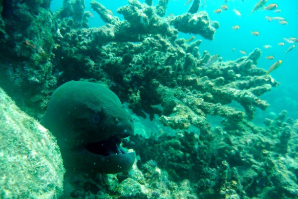 moray4
