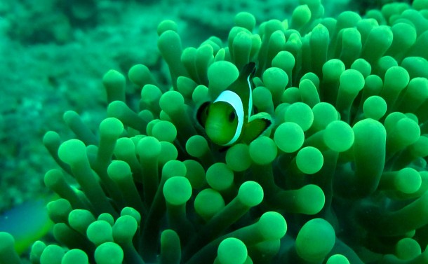 clownfish2