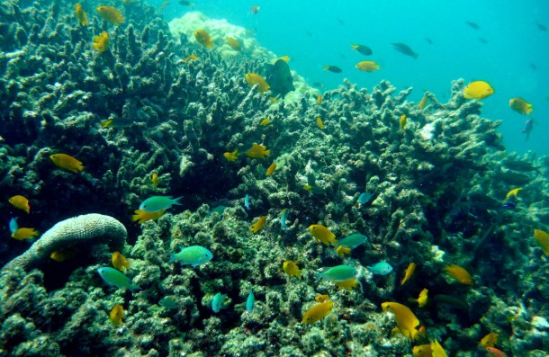 coral2