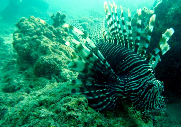 lionfish2