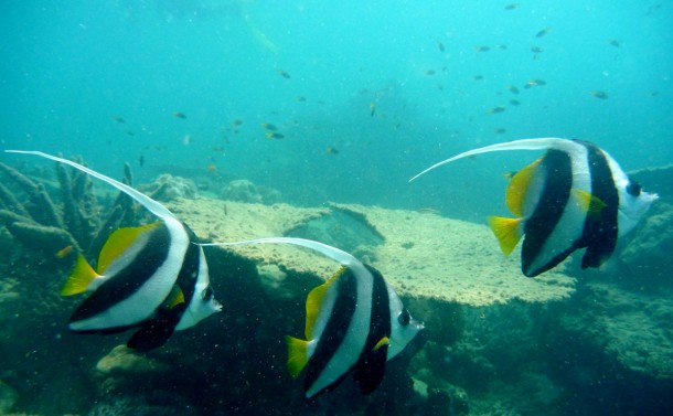 longfinbannerfish