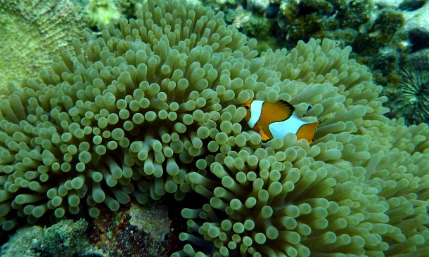 clownfish