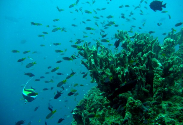 dyingreef