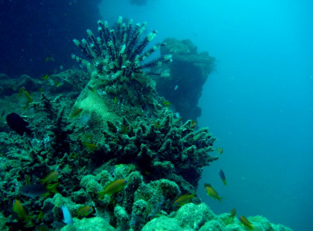 reef