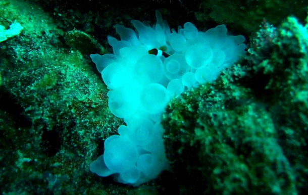 bubbleanemone