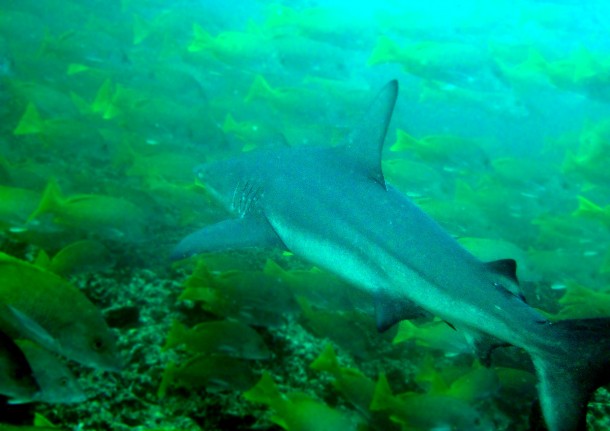 galapagosshark2