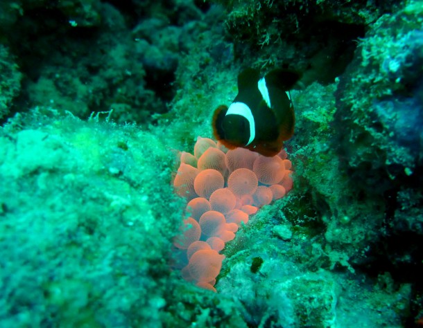 irridescentanemone