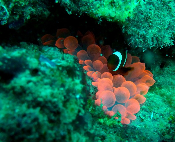 irridescentanemone0