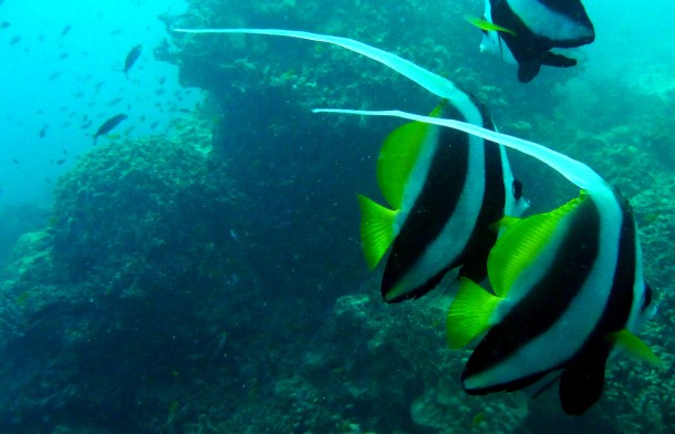 longfinbannerfish