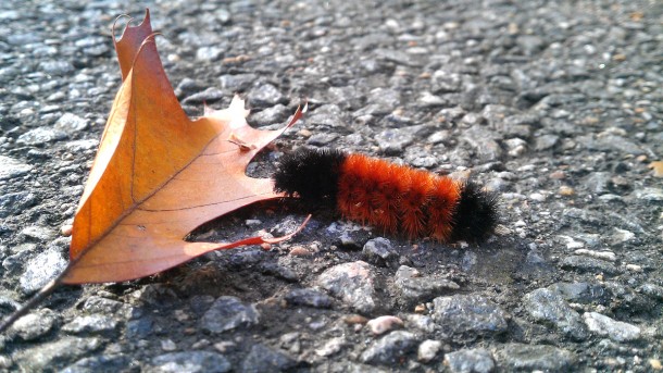 woollyworm
