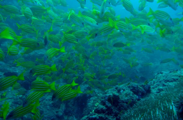fishstorm