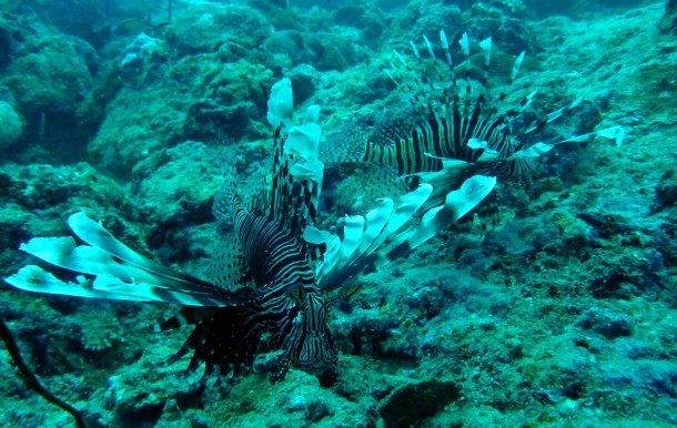 lionfish